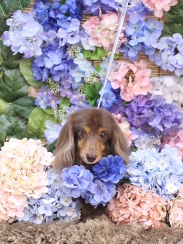 20250608ココアちゃん